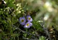 deathvalley04 Fremont Phacelia.