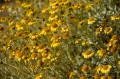 deathvalley09 Brittlebush.
