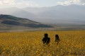 wildflowers1