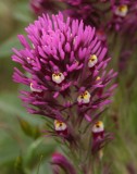 henrycoeflowers03 