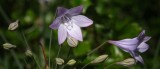 henrycoeflowers04 