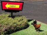 img_0862 There are a lot of feral chickens in Kauai. McNuggets ...