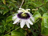 img_0973 We saw a bunch of passion fruit flowers near Kalalau beach. Taken by Serene.