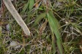img_8510 A stick insect.