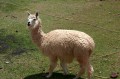 img_8362 We saw a family of alpacas on the way back from Sillustani. This is the mother alpaca. We had alpaca meat during the trek and it tasted like beef.