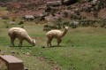 img_8364 The father alpaca and the baby.