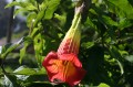img_3454 Trumpet flower that Edgar told us will make your nose swell for many days if you sniff it.
