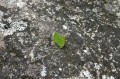 img_8053-ray Leaf cutter ants. Taken by Ray Woo.