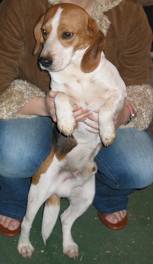 Bentley, Gabby's Dad