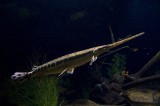 batimoreaquarium01 Gar.