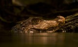 Caiman