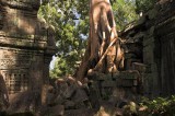 crw_6688 Silk cotton tree growing on the ruins in Ta Prohm.