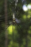 crw_7165 A large spider with one missing leg in Beng Melea. This photo is 1:4 times lifesize.