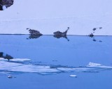 crw_4047 Fish like rock reflection on Laguna de los Tres before sunrise.