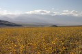 deathvalley13 A field of desert gold flowers.