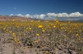 deathvalley32 Desert Gold.