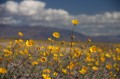 deathvalley33 Desert Gold.