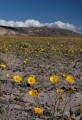 deathvalley41 Desert Gold.