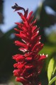 dominica2005-middleham-01 Flower of the red ginger plant.