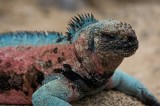 _mg_4133 Marine Iguana at Punta Suarez on Espanola