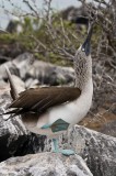 _mg_4157 Blue-footed booby doing the mating dance at Punta Suarez on Espanola