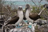 _mg_4164 Blue-footed booby doing the mating dance at Punta Suarez on Espanola