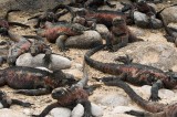 _mg_4171 Marine Iguanas at Punta Suarez on Espanola