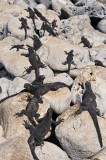 _mg_4291 Marine Iguanas on Isla Lobos