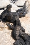 _mg_4315 Marine Iguanas on Isla Lobos