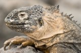 _mg_4427 Land Iguana on South Plaza