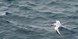 _mg_4455 Red-billed Tropicbird on South Plaza