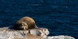 _mg_4513 Galapagos sea lion napping next to a cliff on South Plaza