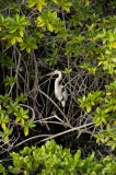 _mg_3086 Great Blue Heron in Black Turtle Cove