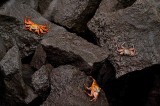 _mg_3277 Sally Lightfoot crabs on Genovesa