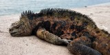 24-_MG_4067 Marine Iguana, Galapagos, Ecuador