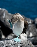 28-_MG_4343 Blue-footed Booby, Galapagos, Ecuador