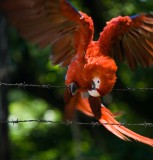 _mg_0364 Macaw on the barbed wire fence.
