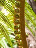 img_3246 Serene spent a lot of time on this trip photographing fiddleheads.