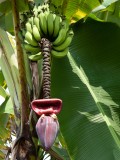 img_3433 Bananas and a flower at the Greenwell Coffee plantation. We enjoyed the coffee  tour there.