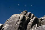 _mg_5337 Gannets flying over Little Skellig