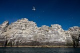 _mg_5355 Gannets flying over Little Skellig