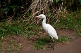 _mg_1526 Cattle Egret, Waimea Canyon