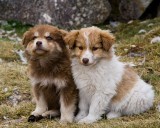 _mg_1675 Two puppies living near our camp in Huayhuash.