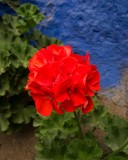_mg_8498_crw_8135 Monasterio de Santa Catalina. Taken by Serene Koh.
