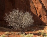 crw_5252 Trees near the Sleeping Dragon, Monument Valley.