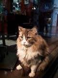img_0281 Cat in a storefront along Istiklal Caddesi, Istanbul