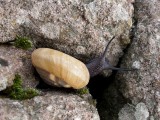 img_0614 Snail in the Temple of Trajan, Pergamom; taken by Serene