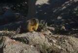 yosemite05 Fairly large groundhogs near camp.