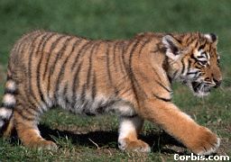 Tiger Cub