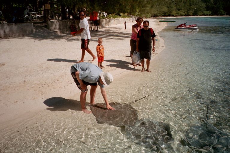 stingray